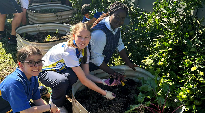 Students gardening at Our Lady of the Rosary Catholic Primary School St Marys